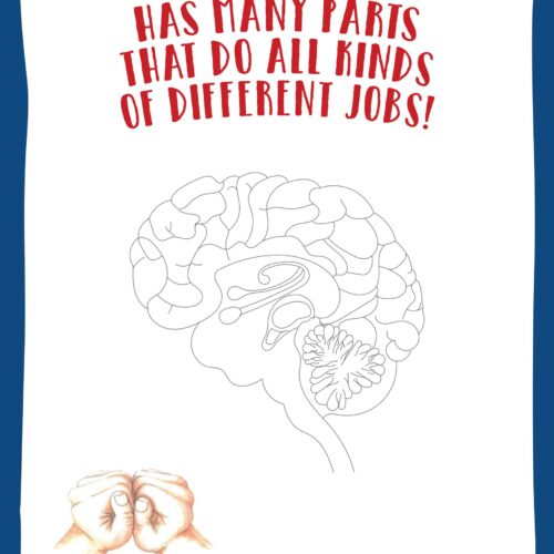 Poster: The brain has many parts that do all kinds of different jobs!